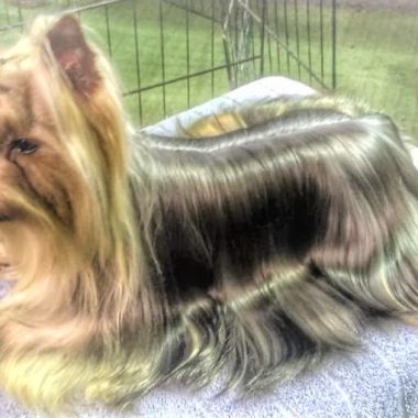 Yorkshire Terrier Exposiciones (12)