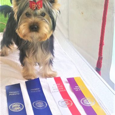 Yorkshire Terrier Exposiciones (14)