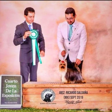 Yorkshire Terrier Exposiciones (8)