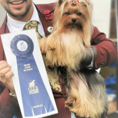 Yorkshire Terrier Exposiciones (9)
