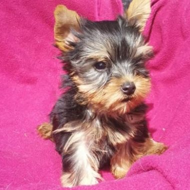 Yorkshire Terrier Mascotas (1)