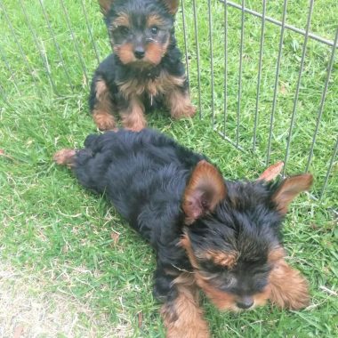 Yorkshire Terrier Mascotas (2)