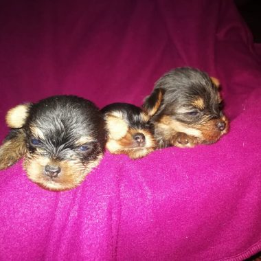 Yorkshire Terrier Mascotas (4)