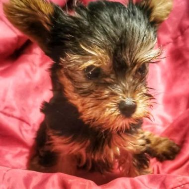 Yorkshire Terrier Mascotas (5)