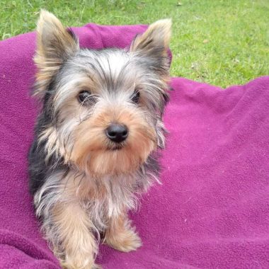 Yorkshire Terrier Mascotas (6)