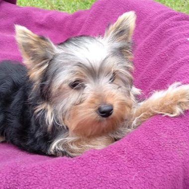 Yorkshire Terrier Mascotas (7)