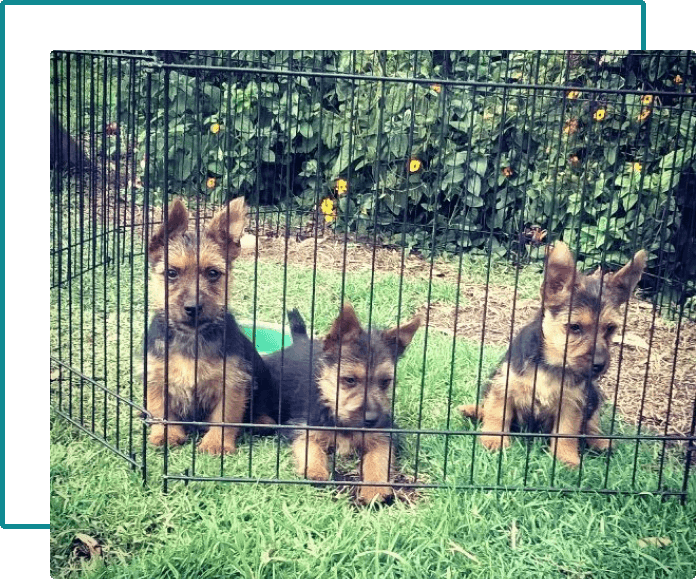 australian terrier historia-1