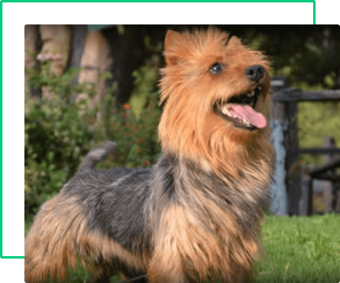 australian terrier historia-4