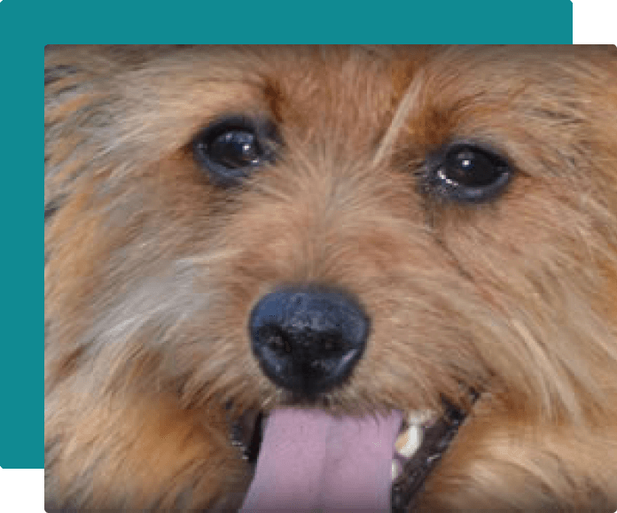 australian terrier historia-5