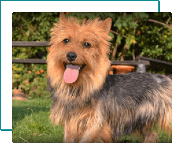 australian terrier historia