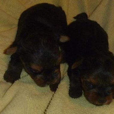 australian_terrier_2_gr-1