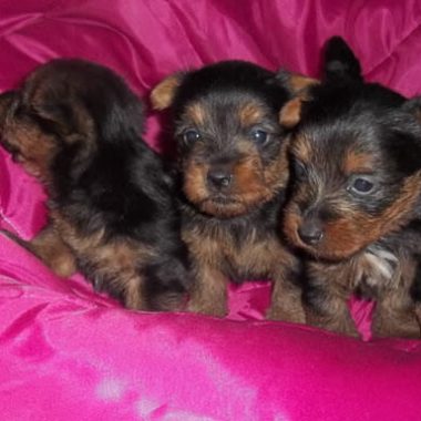 australian_terrier_3_gr