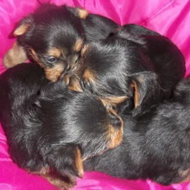 australian_terrier_4_gr