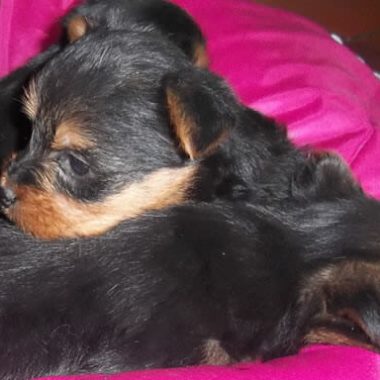 australian_terrier_9_gr