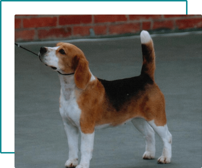 beagle beagle