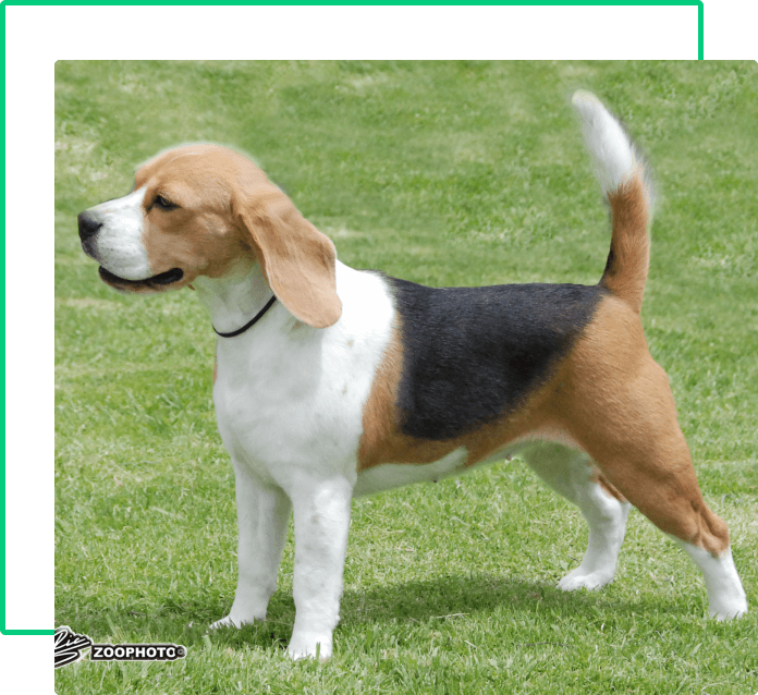 beagle