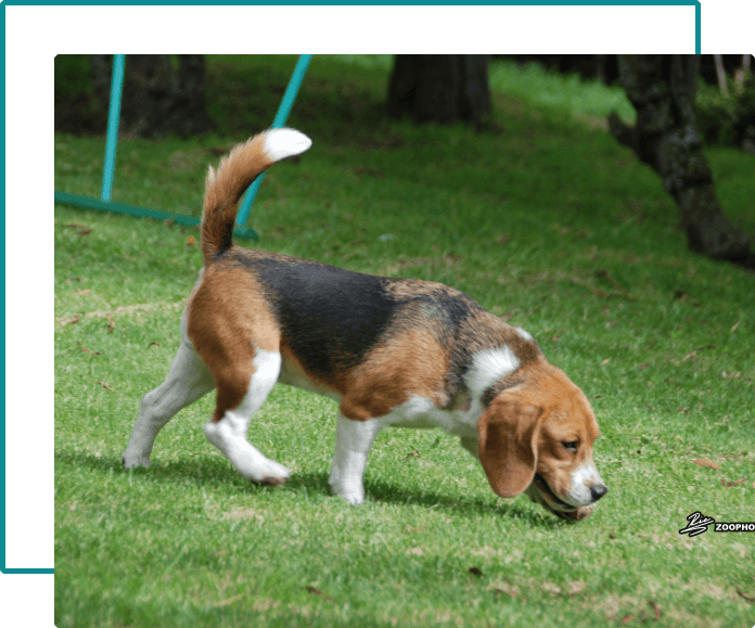 beagle beagle