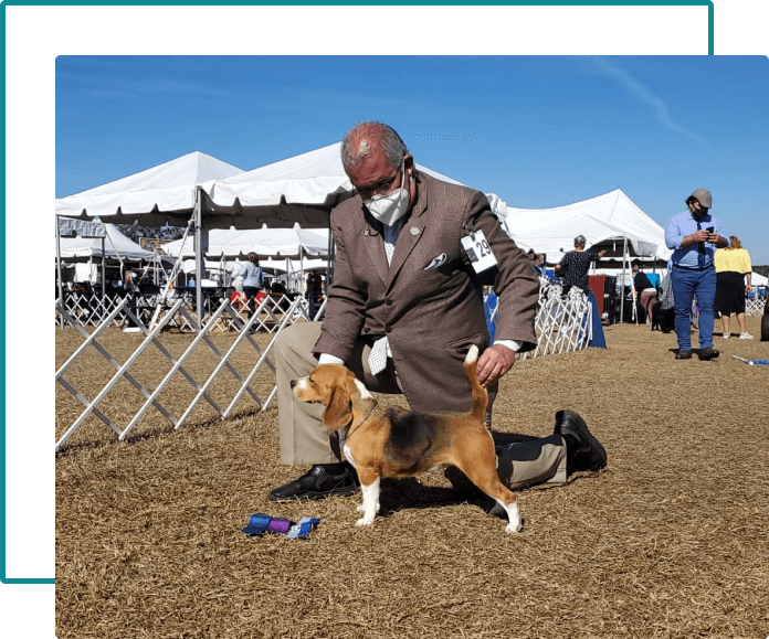 beagle beagle