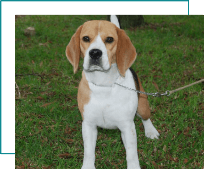 beagle