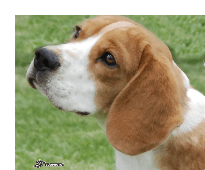 beagle beagle