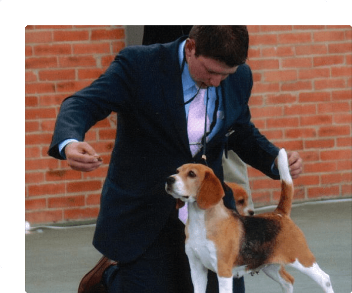 beagle