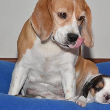 beagle_14_gr