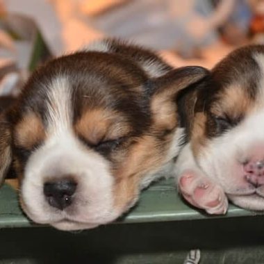 beagle_16_gr