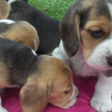 beagle_5_gr
