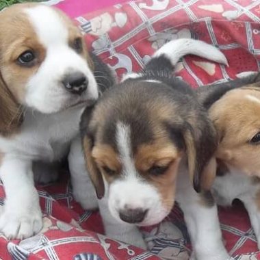 beagle_9_gr