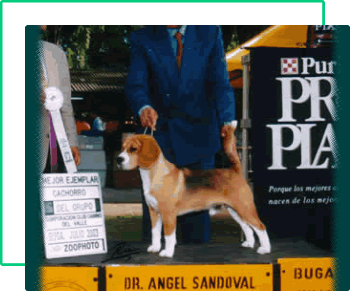 clasificacion beagle
