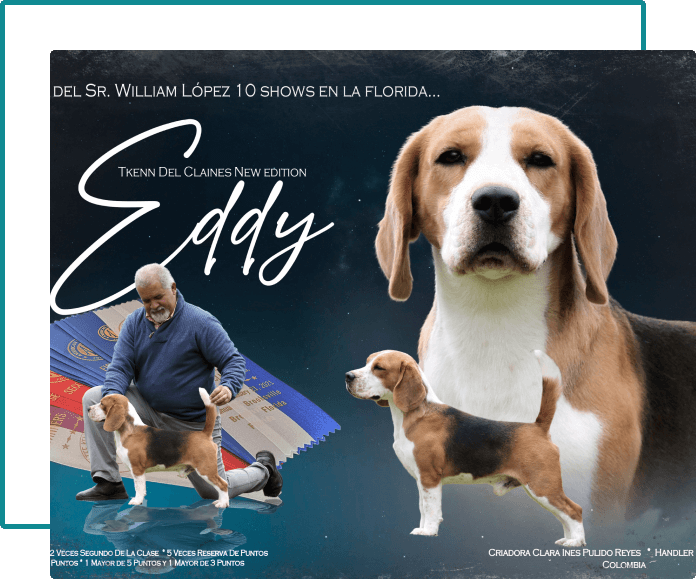 eddy