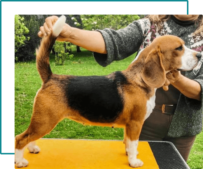 información básica beagle-1