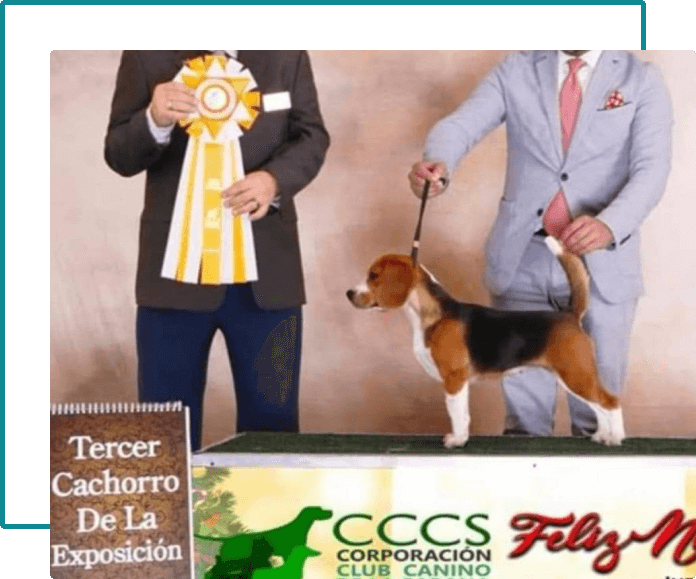 información básica beagle-3