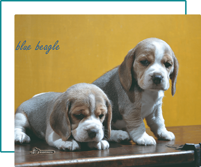 origenes beagle