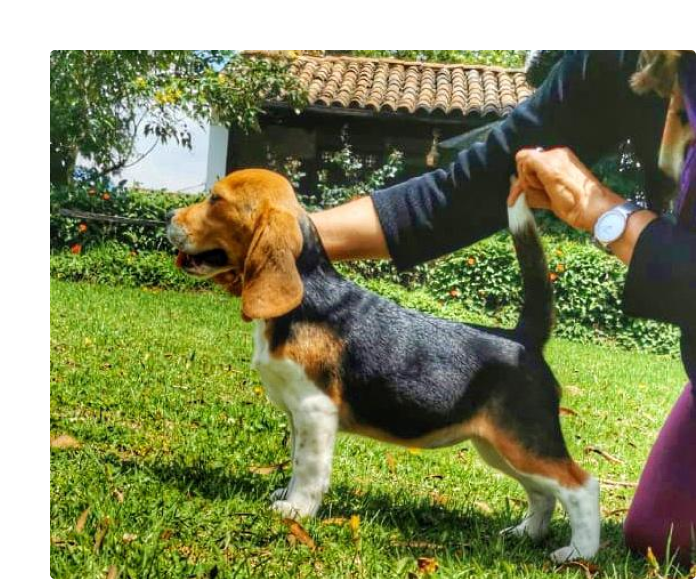perro de deteccion
