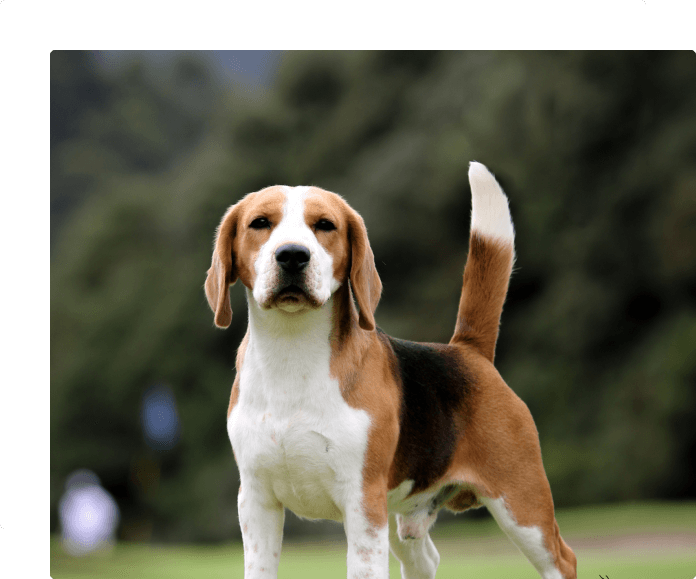 primeros perros primeros perros