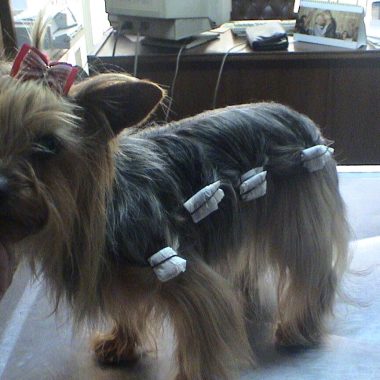 yorky moÃ±os