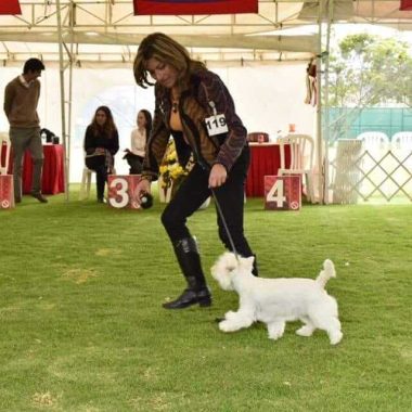 West Highland White Terrier Exposiciones (5)